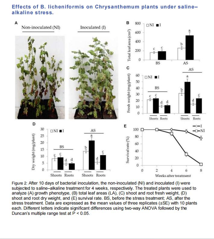 Benefitial Bacteria - Plant Root Stimulator Fungicide, Enhancing Growth Soil Health - Bacillus Licheniformis