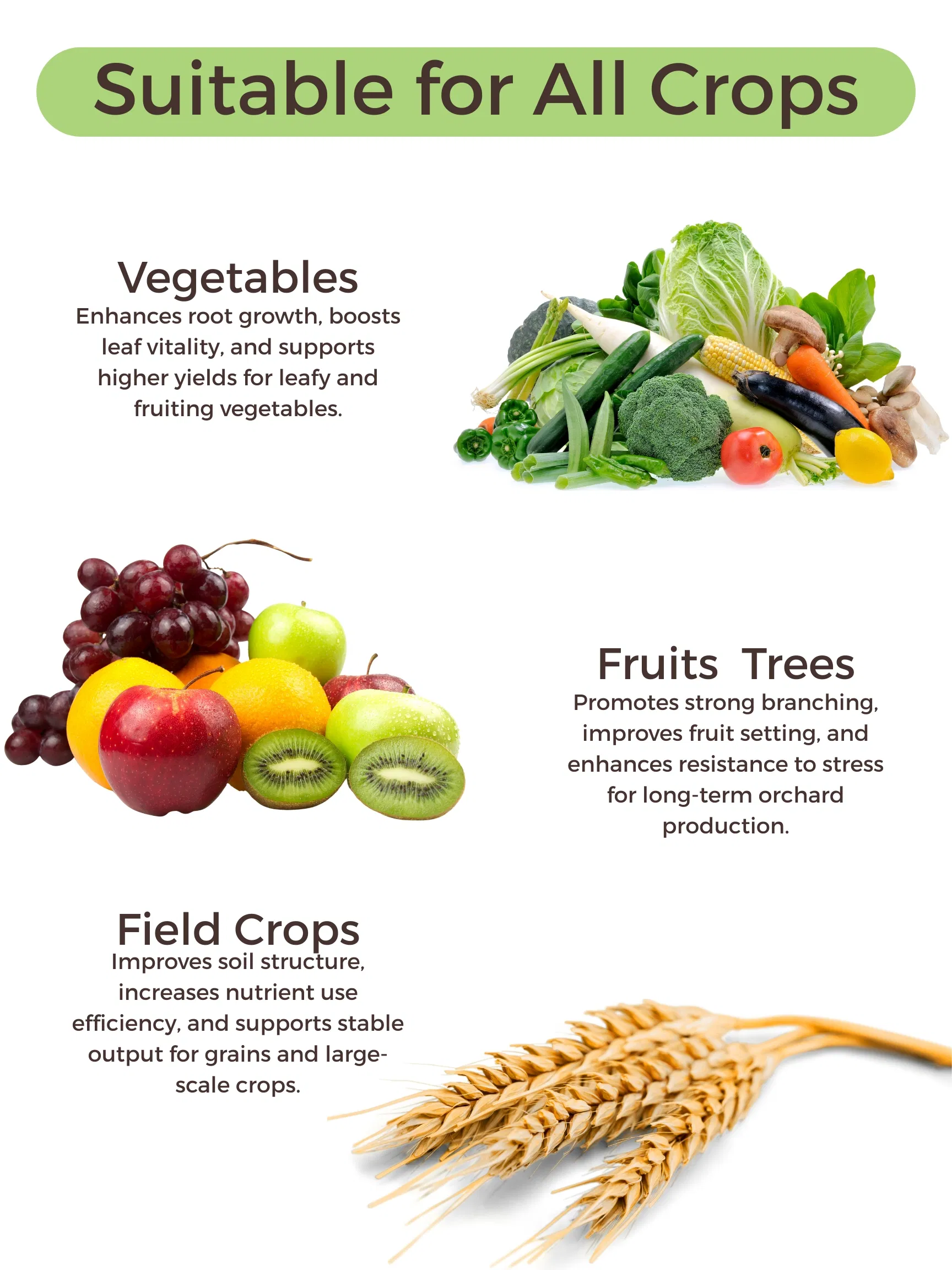 Water Soluble Fertilizer