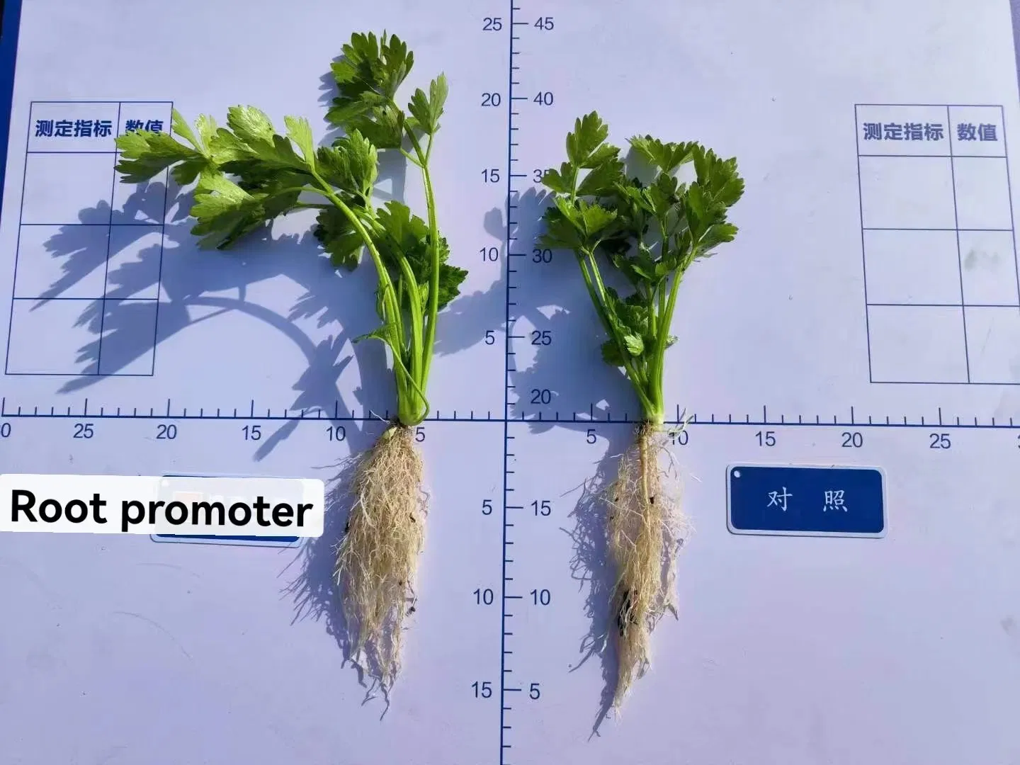 Seaweed Root Promoter Organic Fertilizer, Root Winner Root Fertilizer