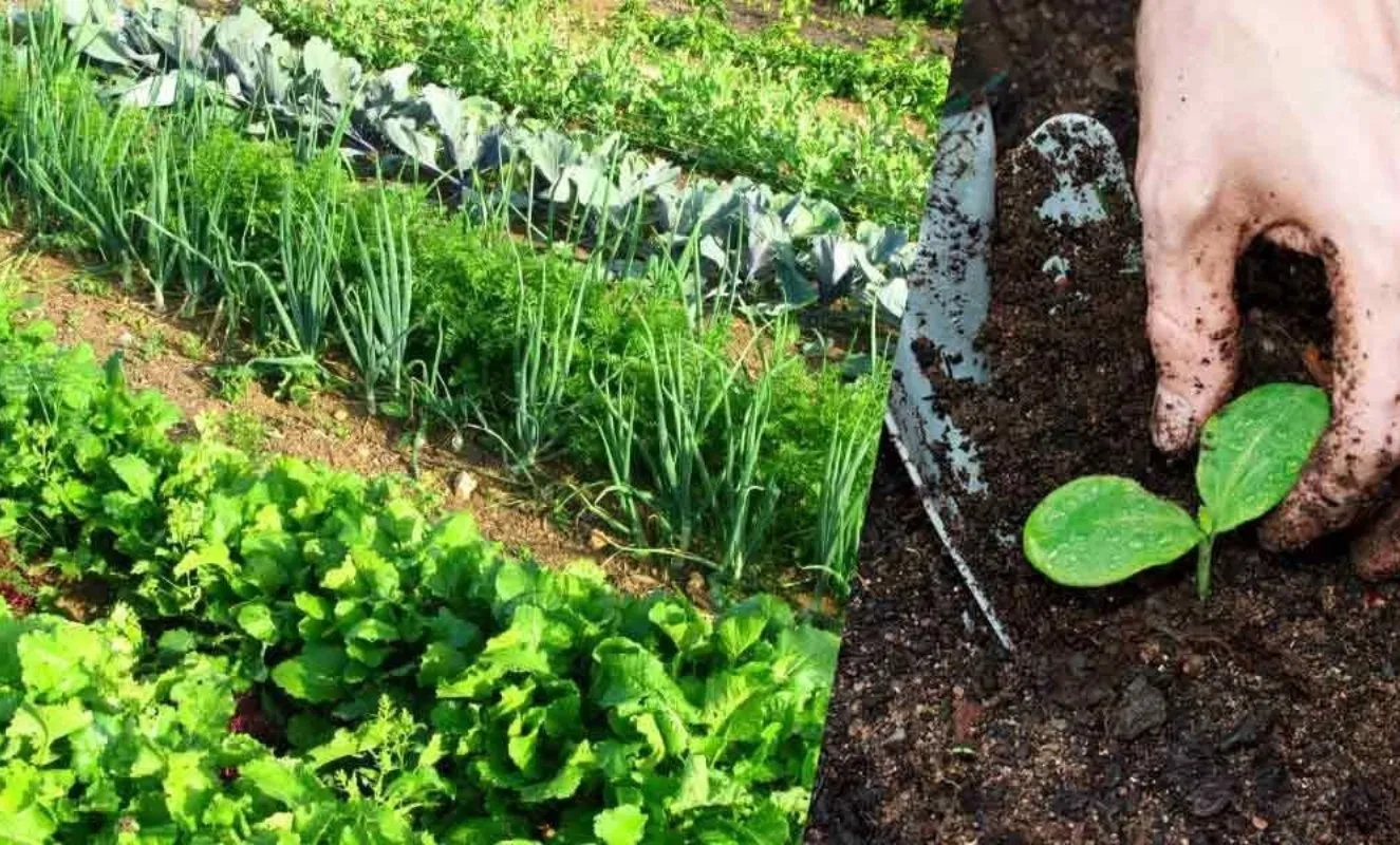 Soil Fertil Granule Biological Enhances Plants and Vegetable Crops Yield - Organic Agritech Microbial Biofertilizer Bio Fertilizer