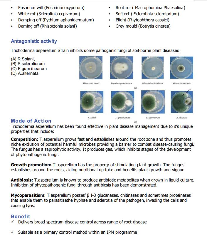 Bio Fungicide Fertilizer Trichoderma Asperellum 10 Billion Cfu/G Against Bacterial Pathogens