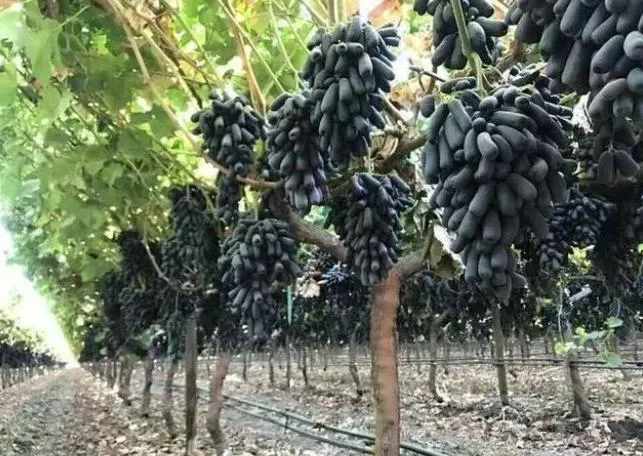 Potassium Phenylalanine Effect