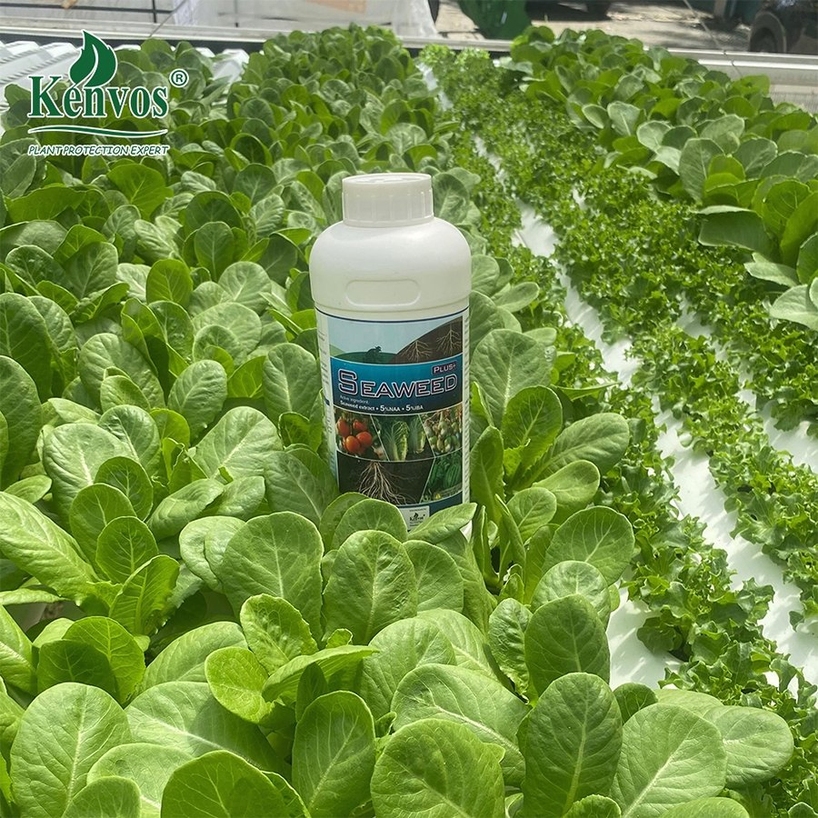 Kenvos Liquid Seaweed Extract Fertilizer for Promotes Root Growth