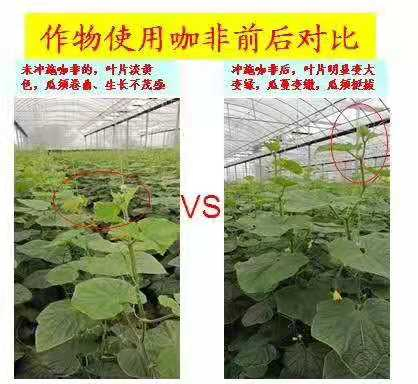 Organic Fertilizer Humic Acid Water Soluble Fertilizer for Agriculture Fruits Enhance Ability of Disease Resistance