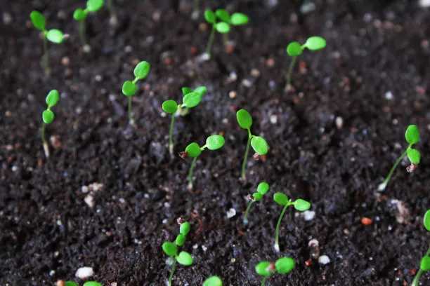 Improve Soil Structure