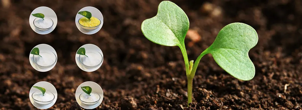 Seaweed Fertilizer Overview