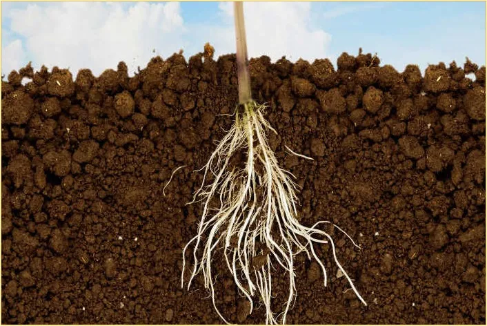 Phosphorus Fertilizer