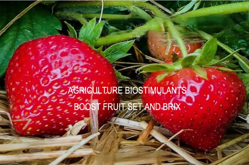 Soy Protein Powder 2