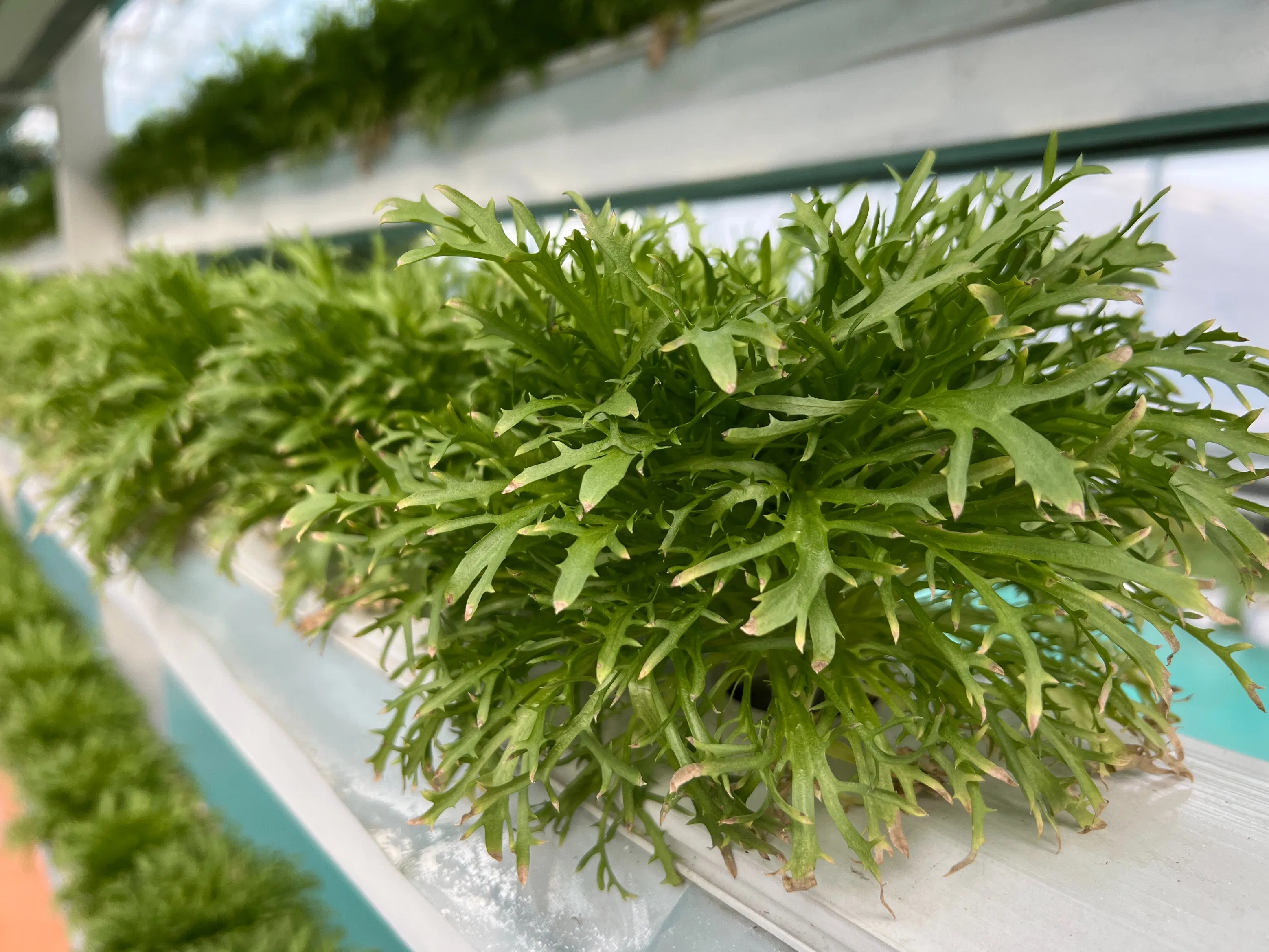 Trace Element Water Soluble Fertilizer Microelement Liquid Fertilizer Organic Liquid Fertilizer