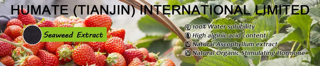 Seaweed Extract Banner