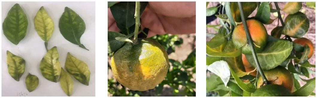 Citrus Greening Disease Analysis