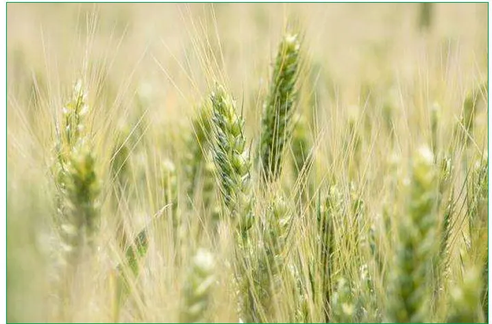 Phosphorus Fertilizer