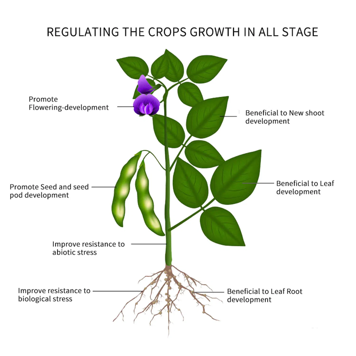 bio amino fertilizer increase crops nutrient and effect on anti-bacteria and disease resistance