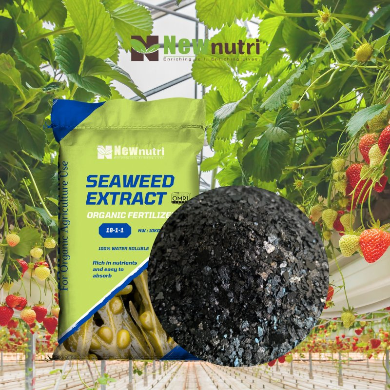 High-Purity Seaweed Extract Fertilizer for Crop Growth