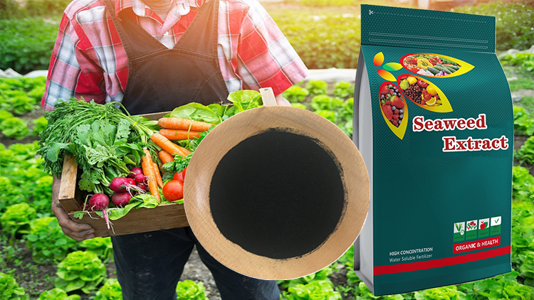 X- Humate Seaweed Extrtract Solid Fertilizer Agriculture
