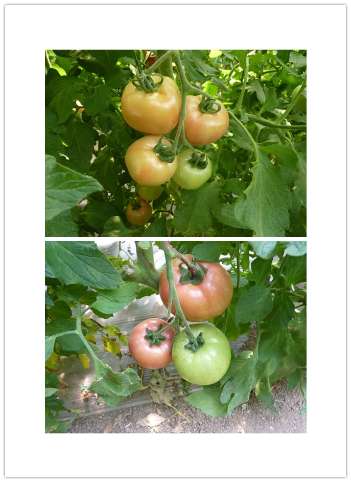 Soluble Humic Acid Fertilizer