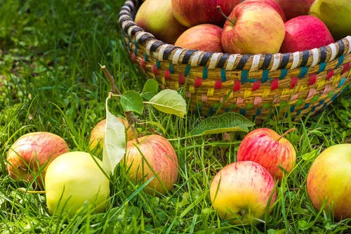 Seaweed Extract Application