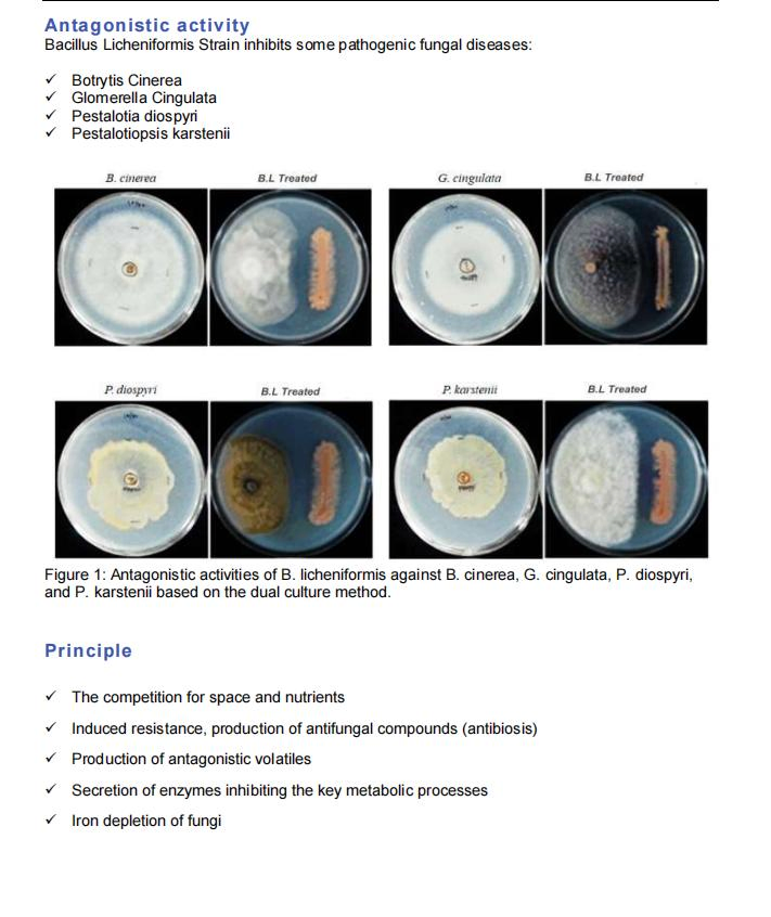 Boost Agriculture: B. Licheniformis Root Stimulator, Probiotic, and Fungicide