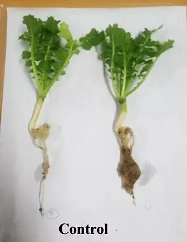 Radish root Control