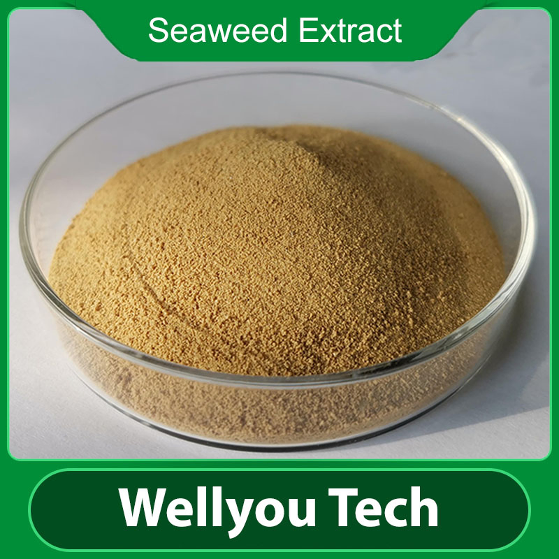 Organic Fertilizer Seaweed Extract Liquid, Foliar Fertilizer Wellyou Tech