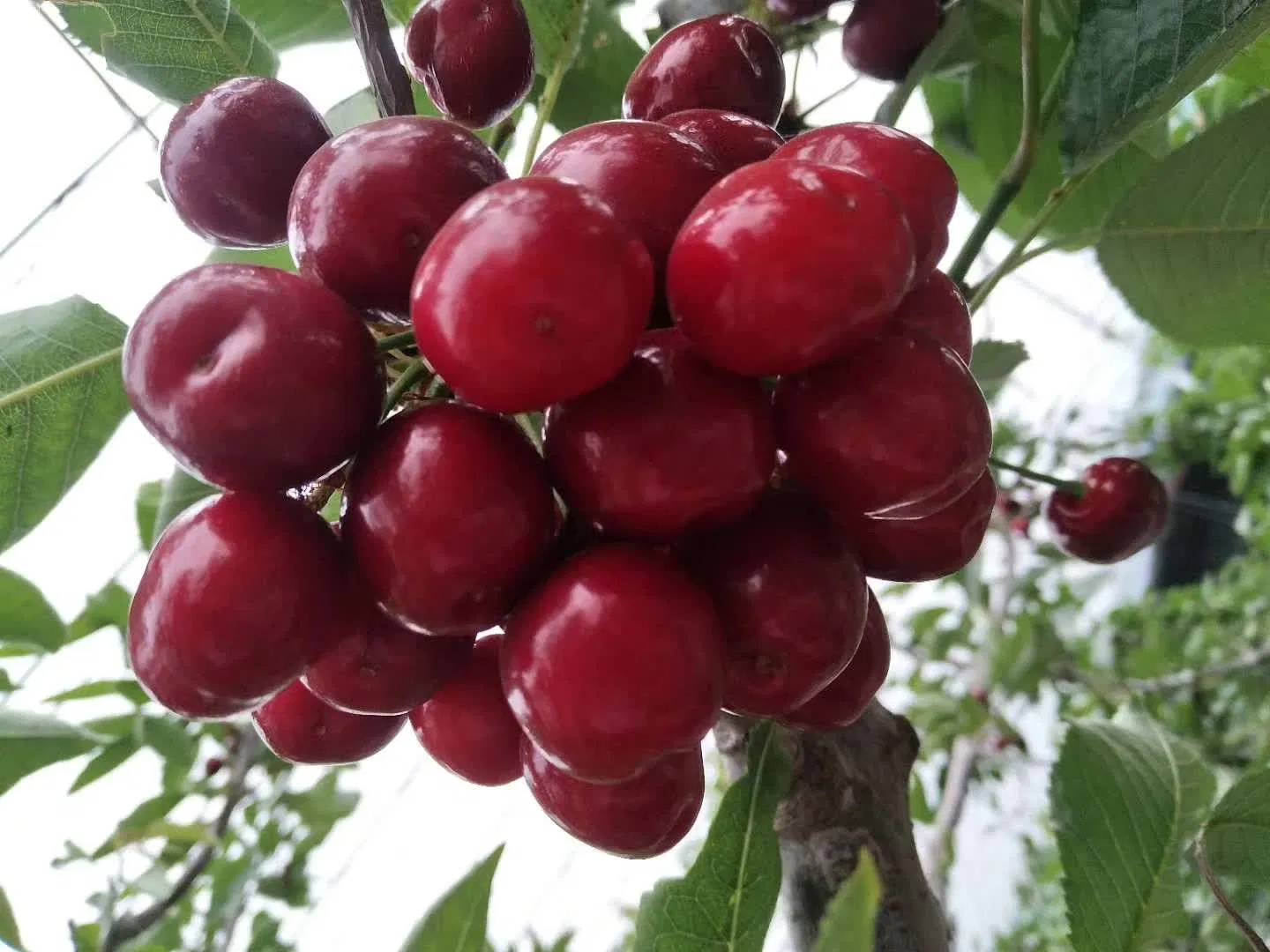 Hot Sale Seawinner 818 Pure Seaweed Exteact Fertilizer Powder Hot Sale