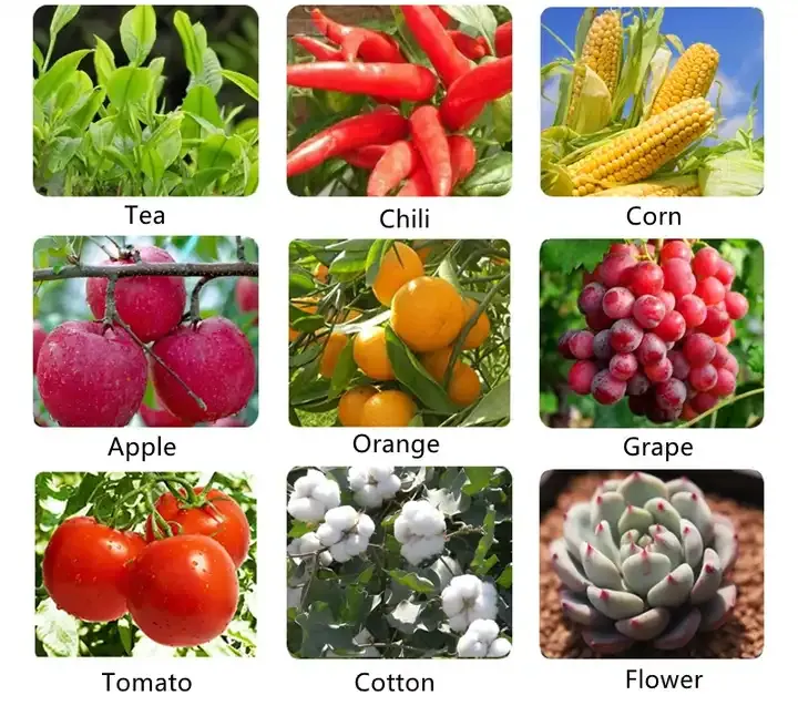 Nitrate Sop-Based NPK Compound Fertilizer