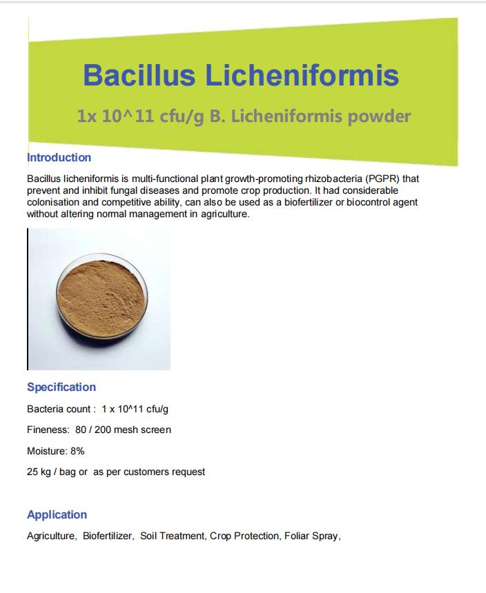 Boost Agriculture: B. Licheniformis Root Stimulator, Probiotic, and Fungicide