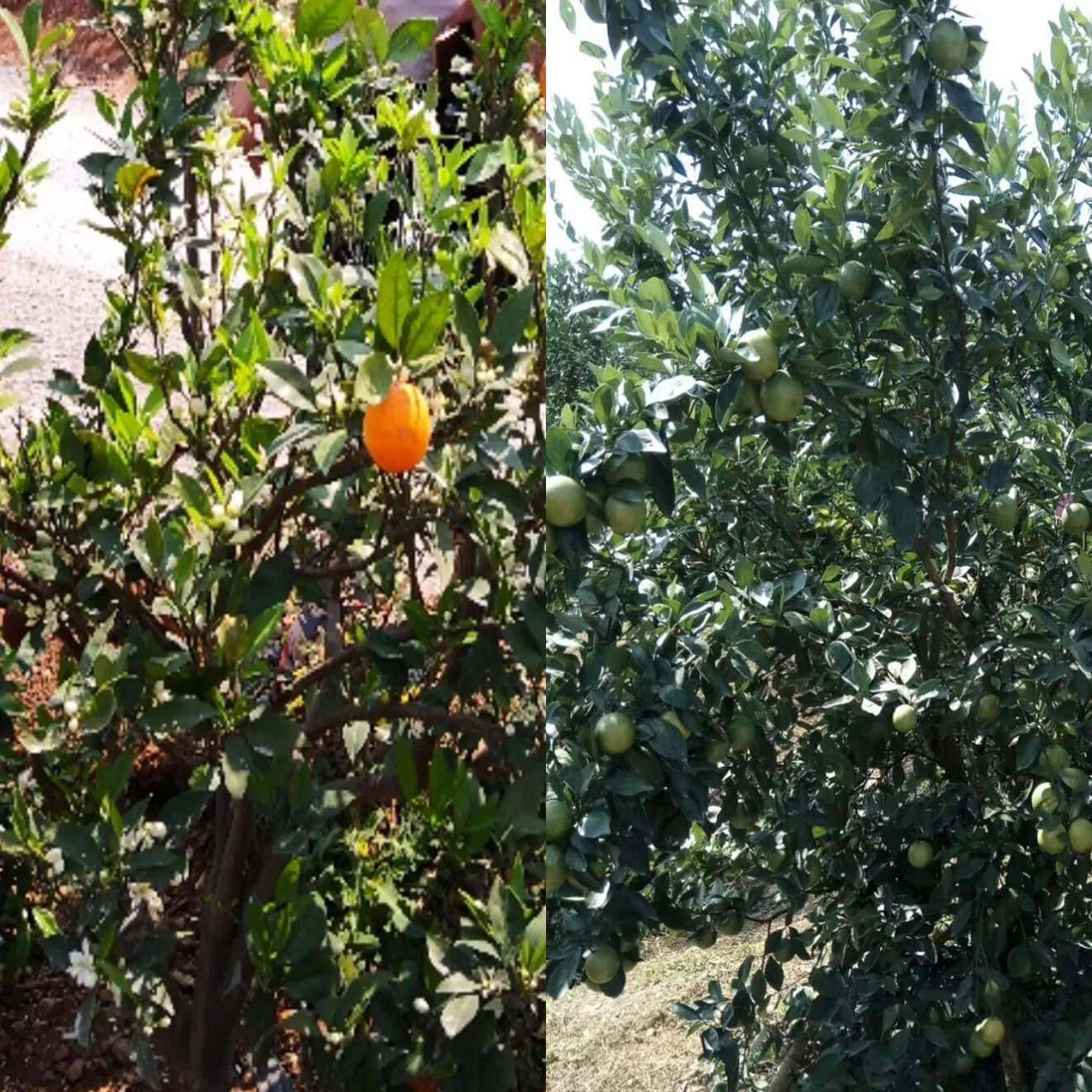 CULAR Organic Bio Water Soluble Fertilizer for Citrus Yellow Shoot Disease