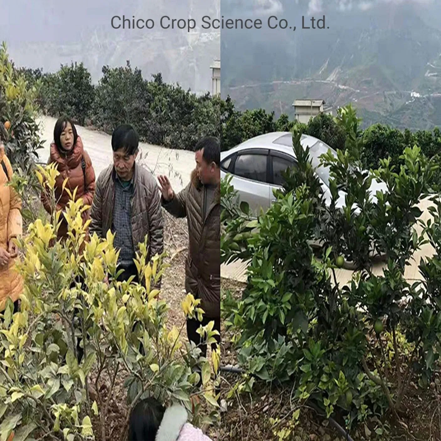 CULAR Organic Bio Water Soluble Fertilizer for Citrus Yellow Shoot Disease