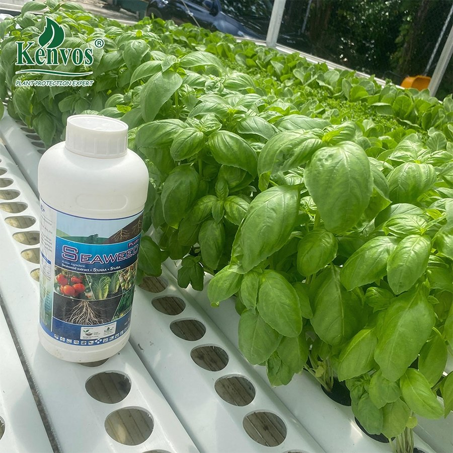 Kenvos Liquid Seaweed Extract Fertilizer for Promotes Root Growth