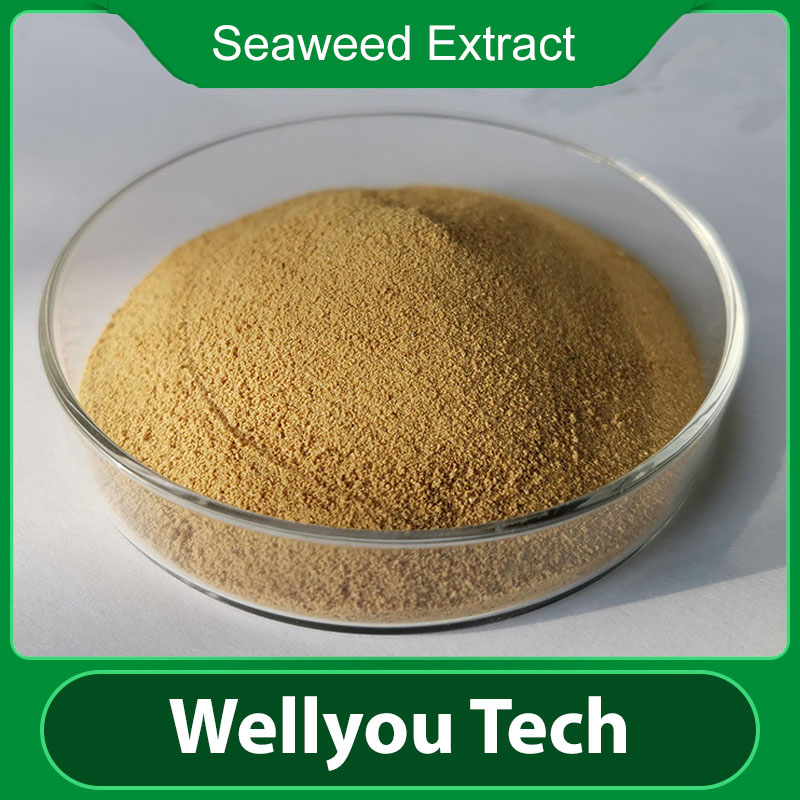 Organic Fertilizer Seaweed Extract Liquid, Foliar Fertilizer Wellyou Tech