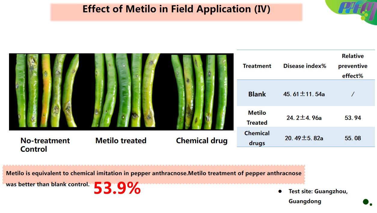 Nitrogen Fixing Bacteria Methylobacterium Liquid Foliar Fertilizer for Plant and Vegetable Biostimulant Growth Stimulant
