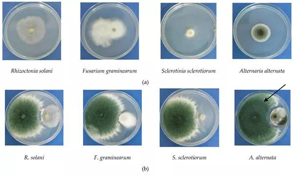 Bio Fungicide Fertilizer Trichoderma Asperellum 10 Billion Cfu/G Against Bacterial Pathogens