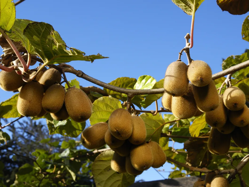 Kiwi Planting