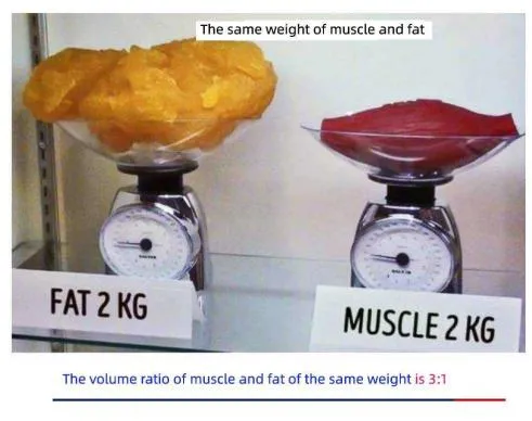 Muscle Building Benefits