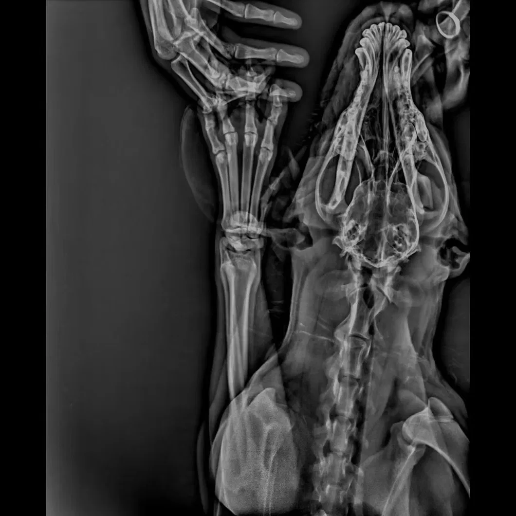Digital X-ray Imaging