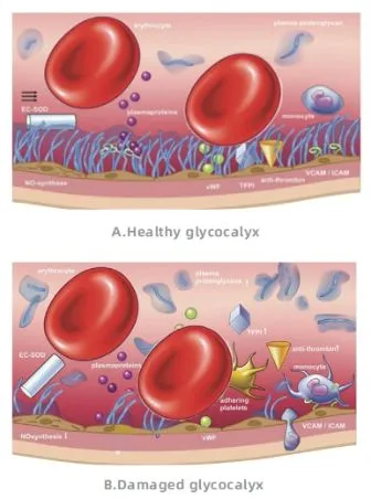 Endothelium Detail