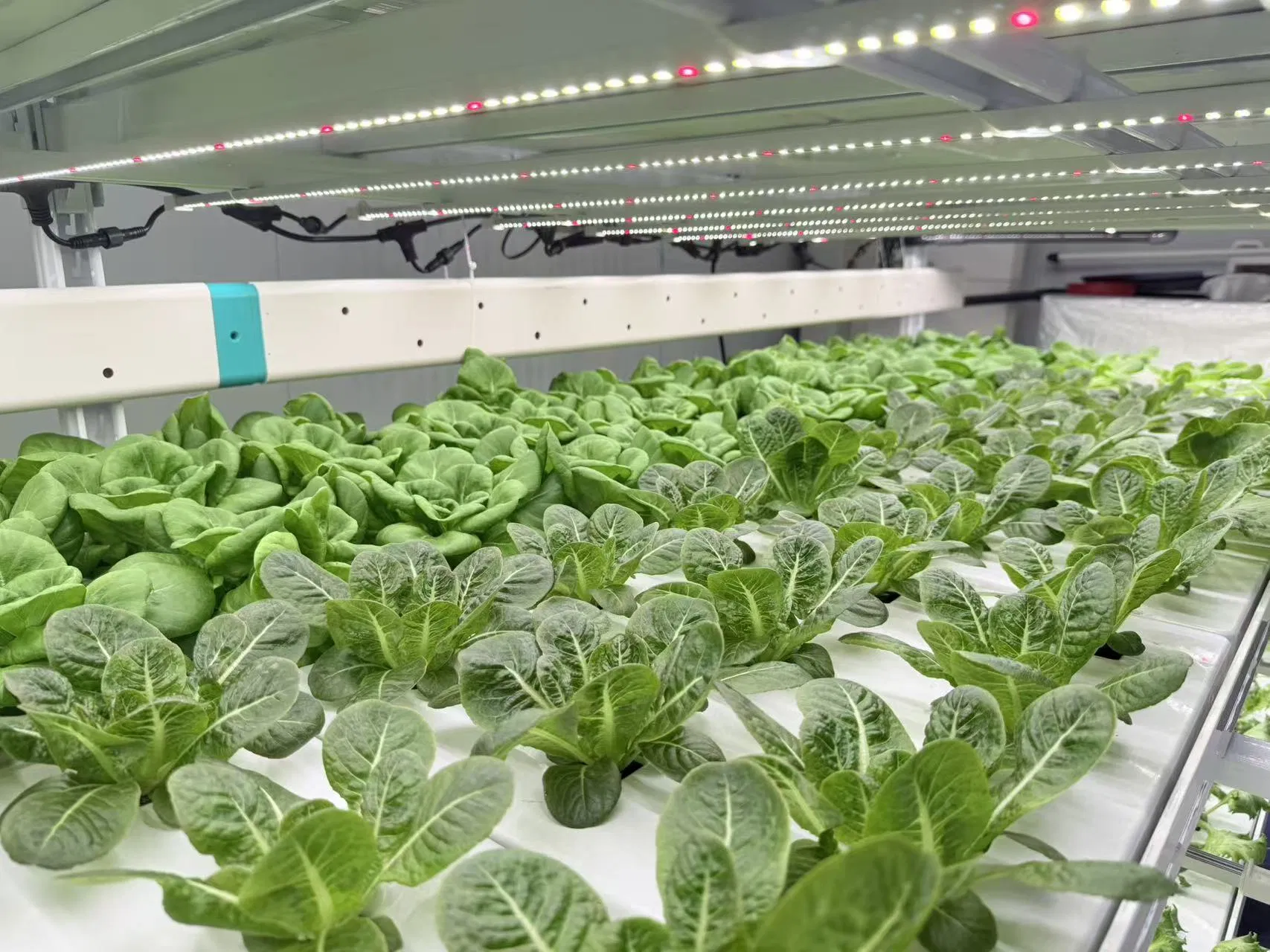 Advanced Vertical Farming Irrigation and Fertigation IoT Solutions
