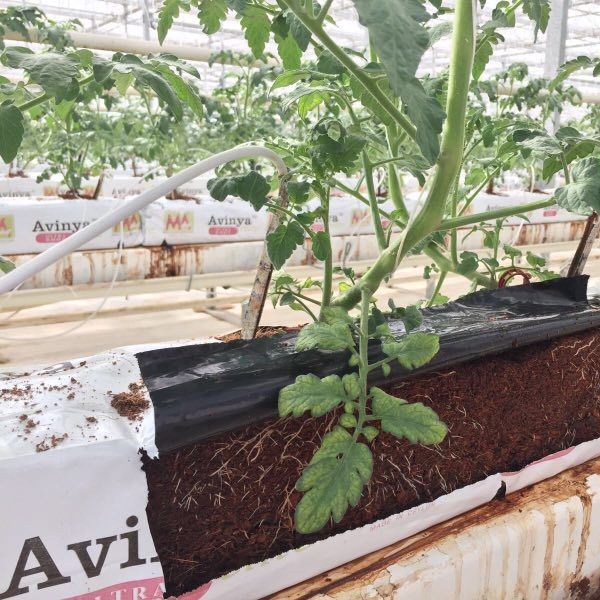 Tomato Hydroponics System with Cocopeat Substrate
