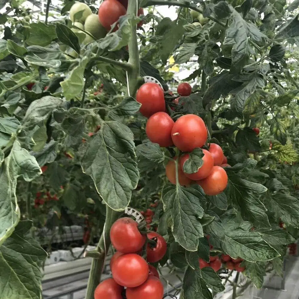 Tomato Hydroponics System with Cocopeat Substrate