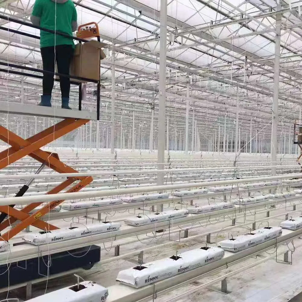 Tomato Hydroponics System with Cocopeat Substrate