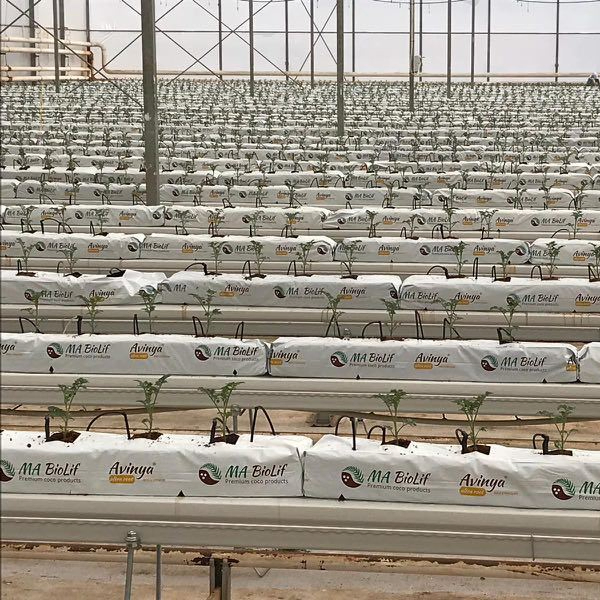 Tomato Hydroponics System with Cocopeat Substrate