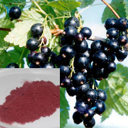 Herbal Extract Black Currant Fruit Power 10: 1/5%~20% Anthocyanidins Factory Supply