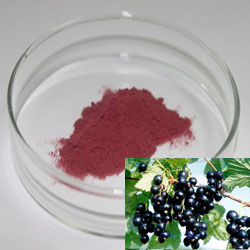 Herbal Extract Black Currant Fruit Power 10: 1/5%~20% Anthocyanidins Factory Supply