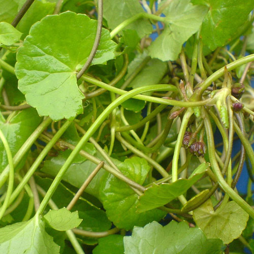 Herbal Extract Gotu Kola Extract 25% Asiaticoside Antioxidant for Cosmetic Factory Supply