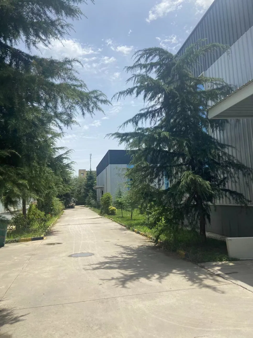 Broccoli Extract Detail 4