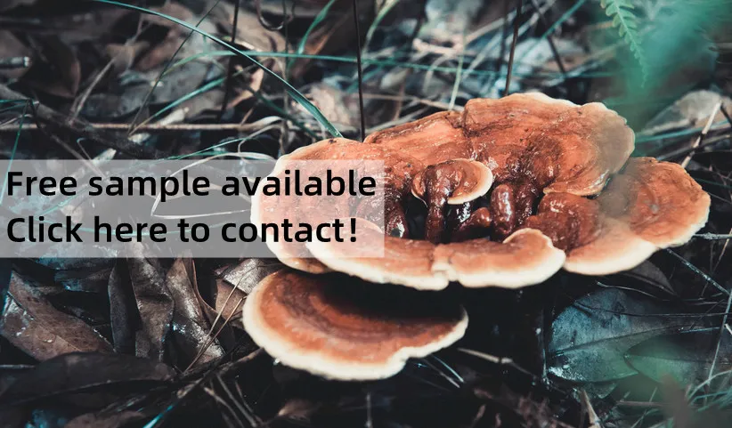 Herbal Healthy Ganoderma Lucidum Capsule