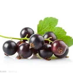 Black Currant Fruit Powder