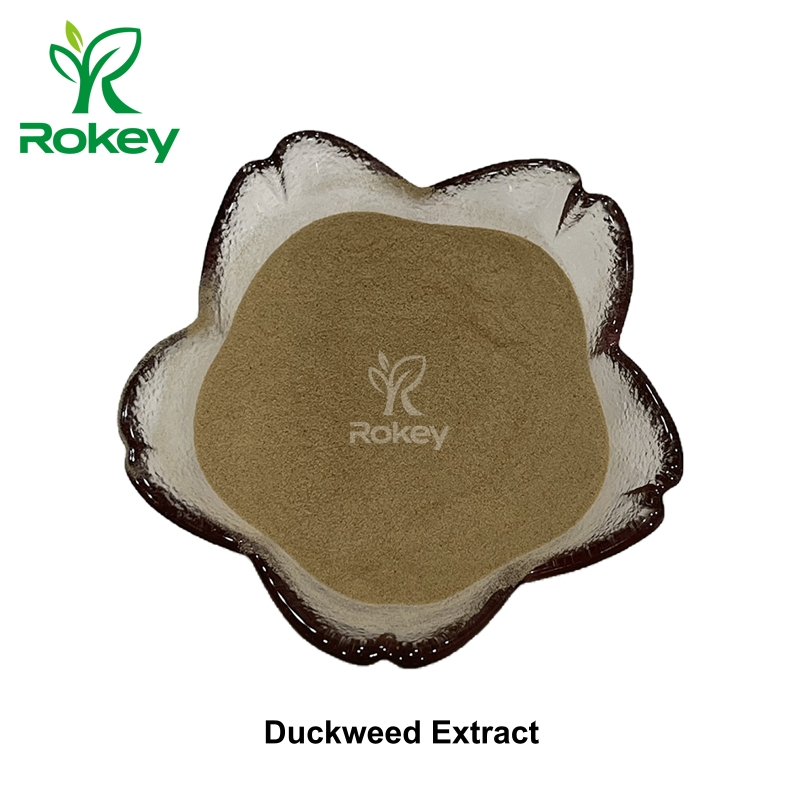 Premium Plant-Based Protein &amp; Nutrient Powerhouse Duckweed Extract Powder