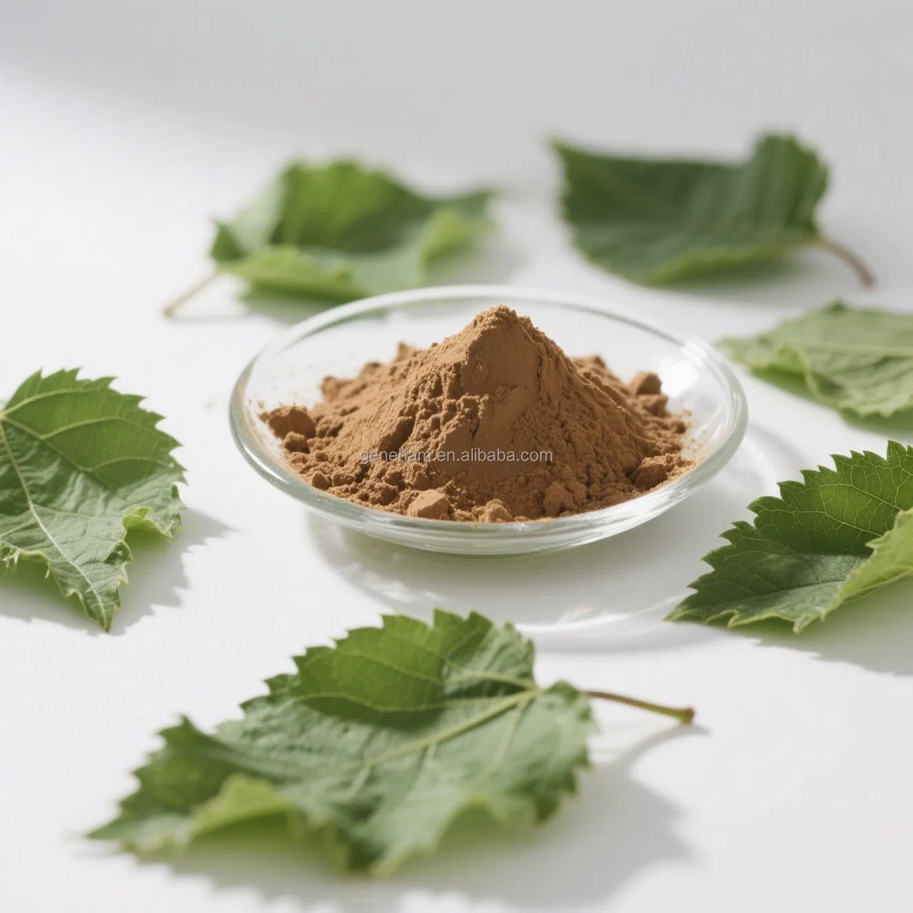 Natural Mulberry Leaf Extract 1-Deoxynojirimycin Powder Food Grade Organic Certified